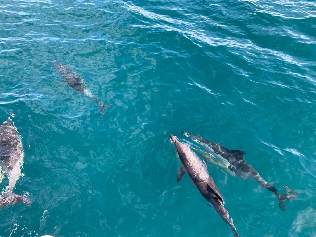 Dolphins 1