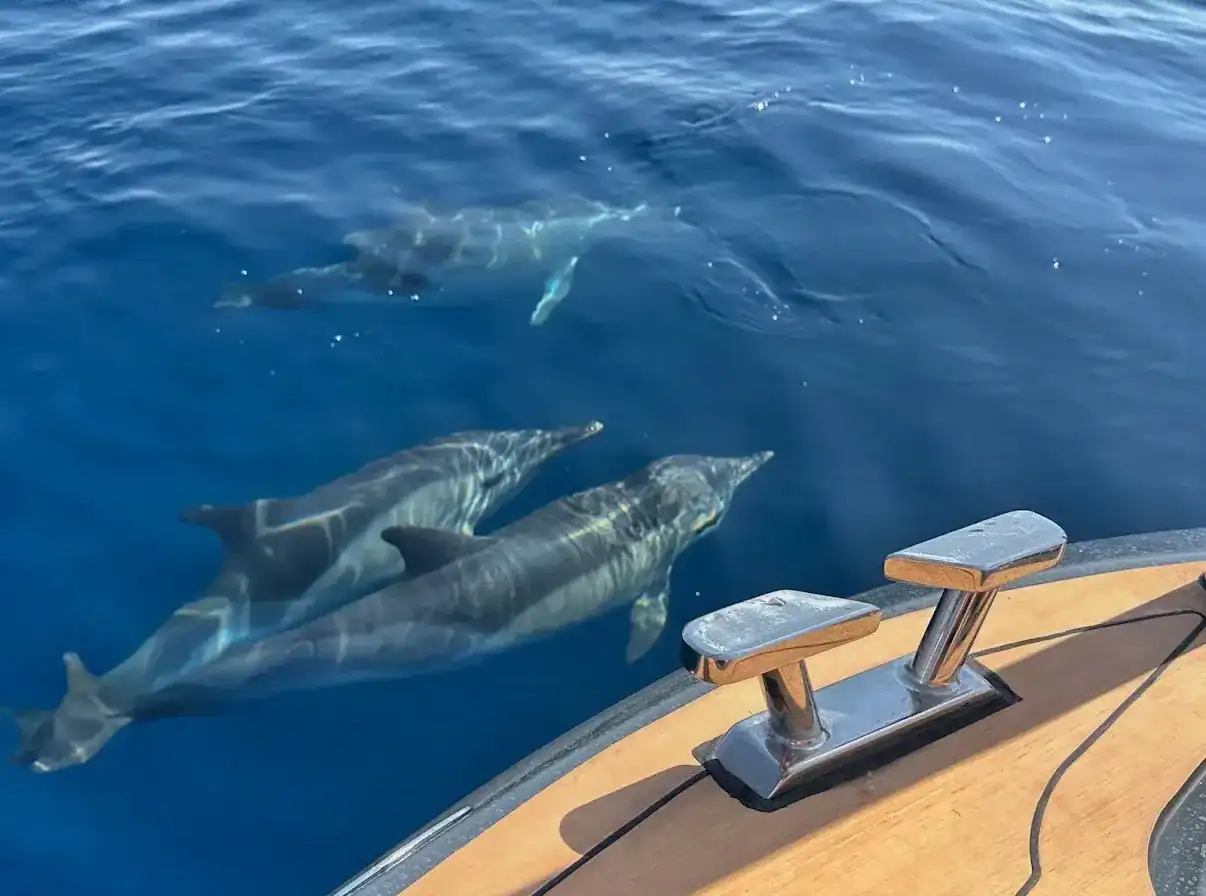Dolphin-watching tour in Estepona